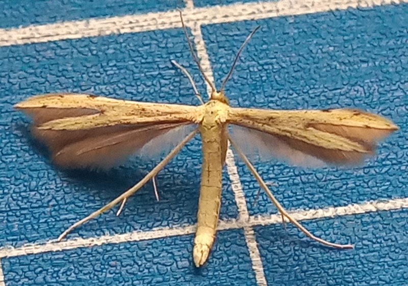 Adaina microdactyla 